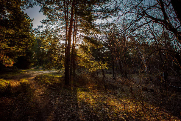 dawn in a pine forest. - Φωτογραφία, εικόνα