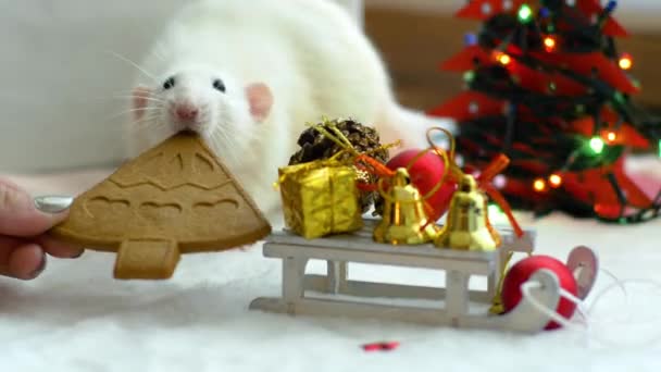 White rat try to eat cookie - 映像、動画
