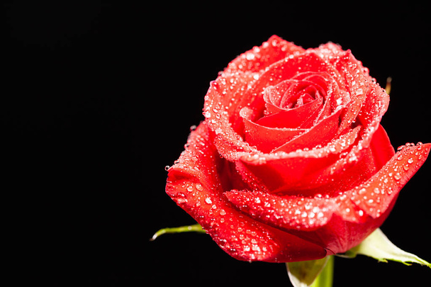Rosa vermelha macia com gotas de chuva isoladas sobre fundo preto
 - Foto, Imagem
