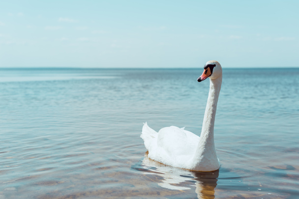 white swan swimming on river at sunny day - Valokuva, kuva