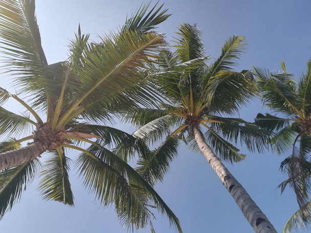 bela paisagem tropical com palmeiras
 - Foto, Imagem