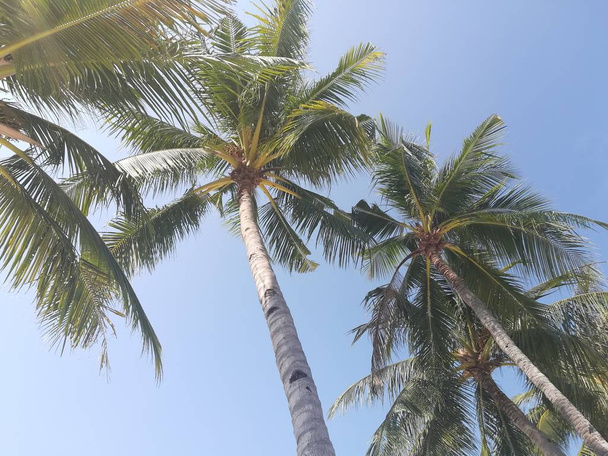 hermoso paisaje tropical con palmeras
 - Foto, imagen
