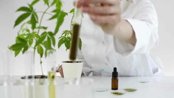 Scienziata donna con occhiali che testano olio cbd estratto da una pianta di marijuana su un vetro dell'orologio. Sta usando un contagocce di vetro e una ciotola per l'esperimento. Farmacia sanitaria da cannabis medica
. - Filmati, video