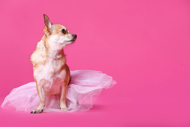 Милая чихуахуа-собака в юбке на цветном фоне
 - Фото, изображение