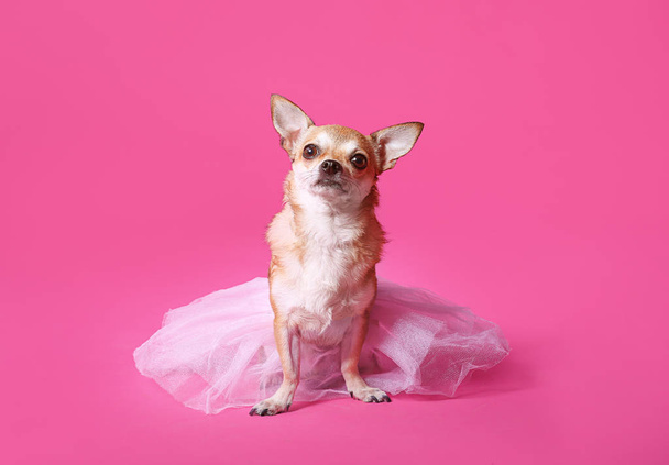Cute chihuahua dog in skirt on color background - Photo, Image