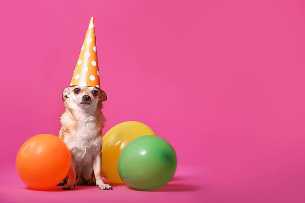 Cute chihuahua dog in party hat and with air balloons on color background - Photo, Image