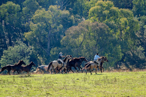 Cowboys pastoreo corriendo caballos salvajes
 - Foto, imagen