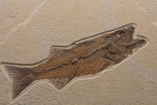 Fossiel van een leven uit de Oceaan   - Foto, afbeelding