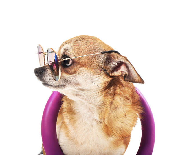 Χαριτωμένο σκυλί Τσιουάουα με γυαλιά ηλίου και φουσκωτό δαχτυλίδι σε λευκό φόντο - Φωτογραφία, εικόνα