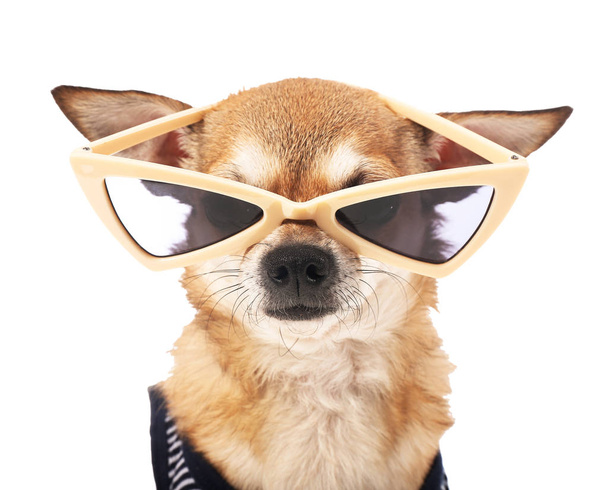 Милая чихуахуа-собака в солнечных очках на белом фоне
 - Фото, изображение