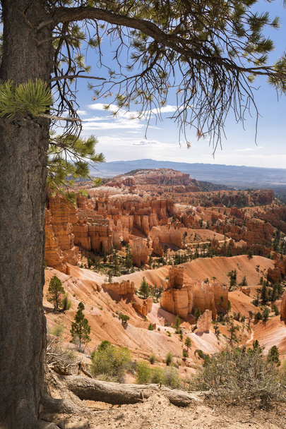 Árboles en el cañón Bryce en los estados unidos de América
 - Foto, Imagen