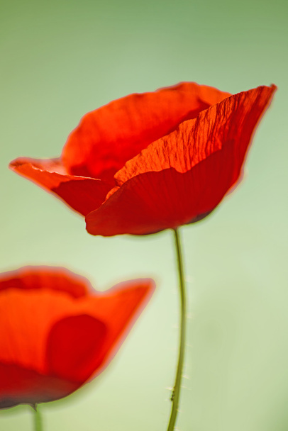 red poppy - Фото, зображення