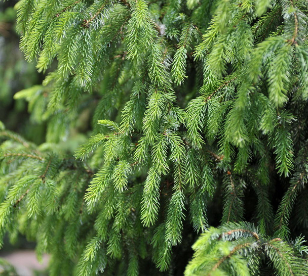 Natural bright green new branches ate. Screensaver bright green fir. Summer in the park. - Photo, Image