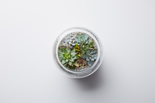 top view of green succulent in glass flowerpot on white background - Photo, image