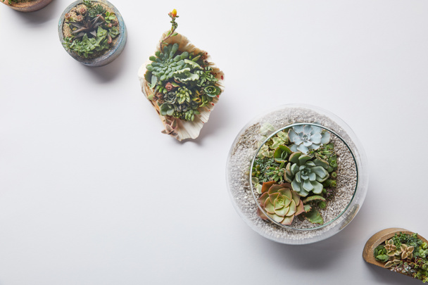top view of green succulents in flowerpots and seashell on white background with copy space - Valokuva, kuva