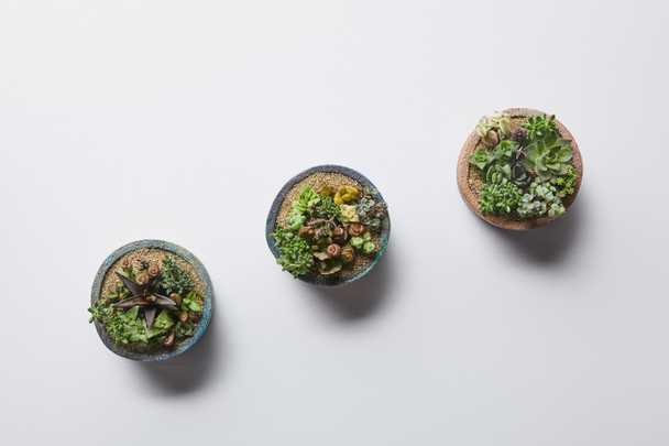 flat lay with green succulents in three flowerpots on white background - Zdjęcie, obraz