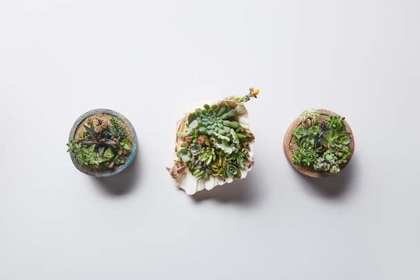 Top uitzicht van groene vetplanten in twee bloempotten en Seashell op witte achtergrond - Foto, afbeelding