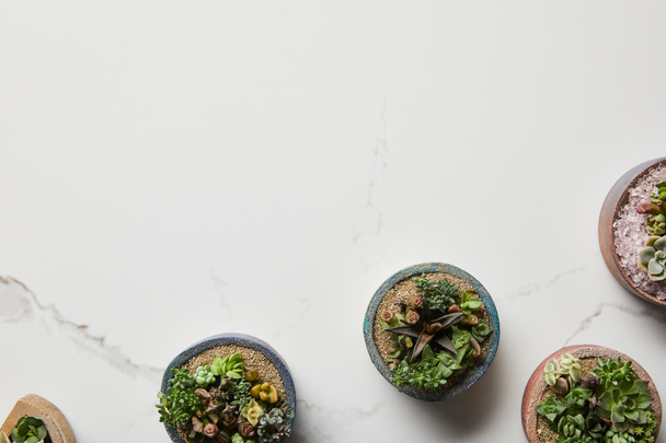 vue de dessus des succulents verts dans des pots de fleurs sur fond de marbre texturé
 - Photo, image