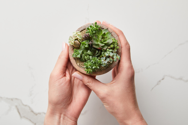 cropped view of woman holding green succulent in flowerpot on textured marble background - Photo, Image