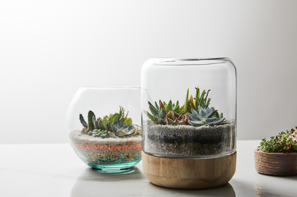 green succulents under glass in flowerpots on marble table on white background - 写真・画像