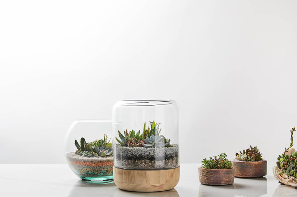 green succulents under glass in flowerpots on marble table on white background with copy space - 写真・画像