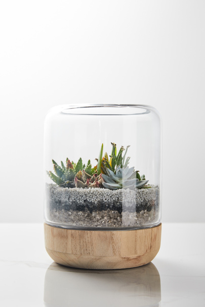 green succulent under glass in wooden flowerpot on marble table on white background - 写真・画像