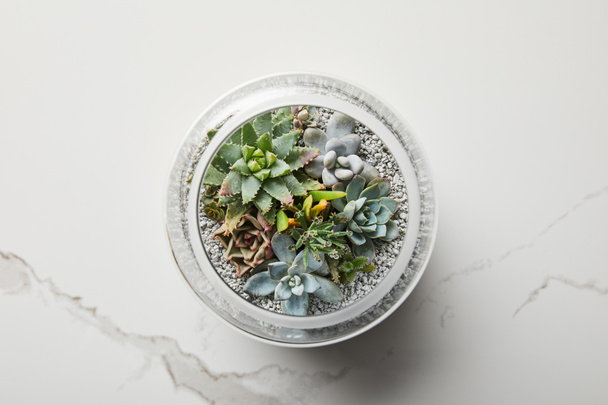 白い大理石の背景にガラスの植木鉢の緑の多肉植物の上の眺め - 写真・画像