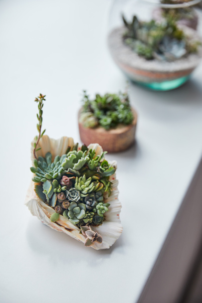 selective focus of green succulent in seashell on white table - Φωτογραφία, εικόνα
