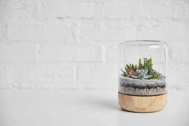 green succulent under glass in wooden flowerpot on table near white brick wall - Photo, Image