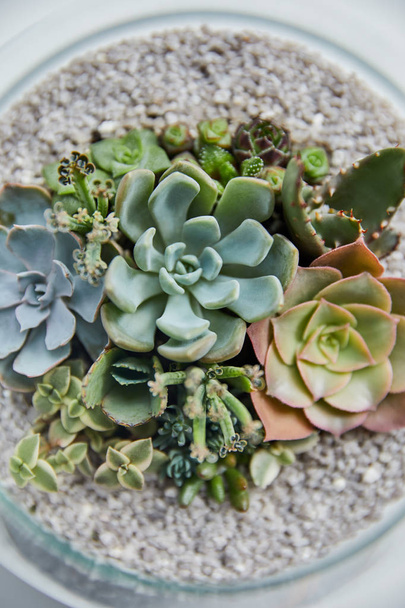 ガラス植木鉢の緑の多肉植物のクローズアップビュー  - 写真・画像