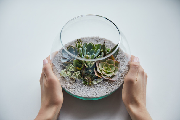 cropped view of woman holding glass aquarium with green succulents on white background - Photo, Image