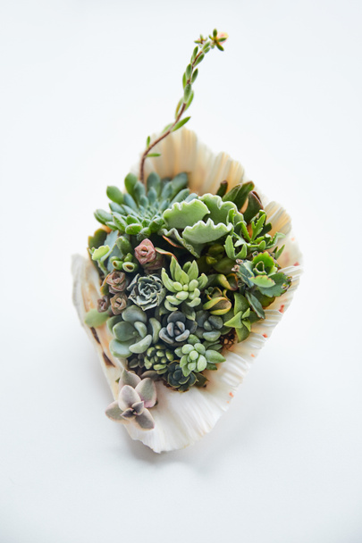 close up view of green tropical succulents in decorative seashell - Foto, afbeelding