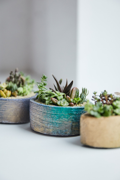 selective focus of exotic succulents in flowerpots on white background - Foto, imagen
