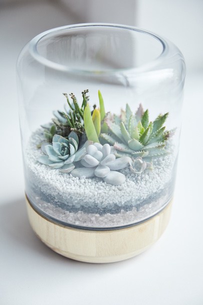 vista de perto de suculentas verdes com pedras em vaso com tampa de vidro sobre fundo branco
 - Foto, Imagem