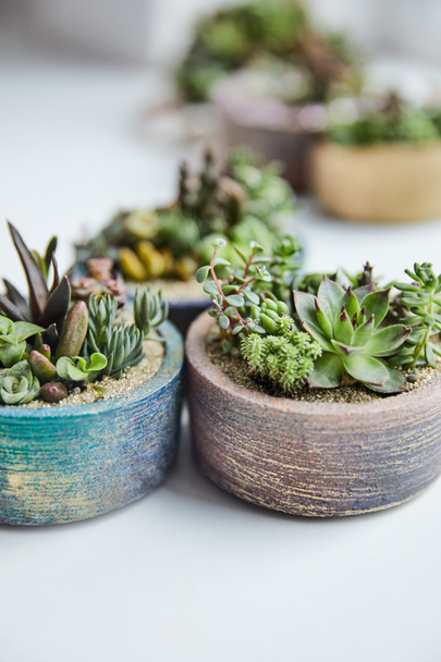 close up view of green succulents in textured flowerpots on white background - Photo, Image