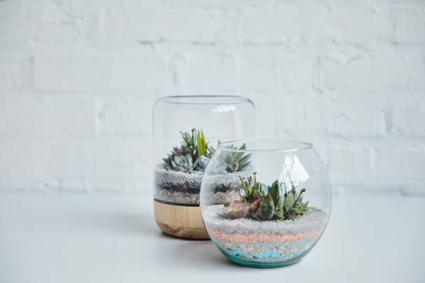 decorative exotic succulents in glass flowerpots on white table near brick wall - Photo, Image