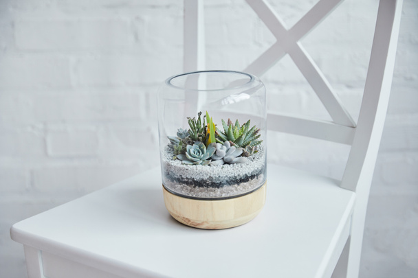 close up view of decorative exotic succulents under glass cover in flowerpot on white chair - Foto, Imagen