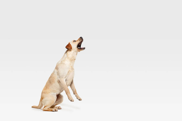 Studio shot of labrador retriever dog isolated on white studio background - Foto, Imagem