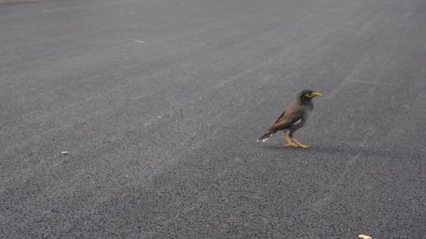Myna bird are find food on the ground floor in the park. - Footage, Video