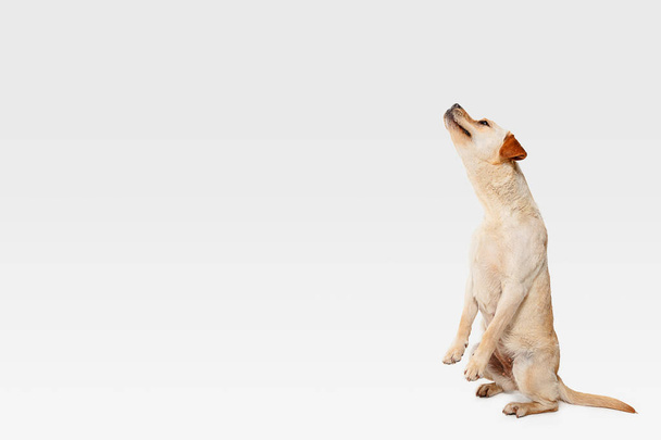 Studio shot of labrador retriever dog isolated on white studio background - 写真・画像