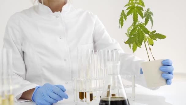 Tıbbi marihuana bitkisinden çıkarılan cbd yağıyla çalışan bir laboratuvardaki kadın bilim adamı. Marihuana bitkisini kontrol ediyor. Tıbbi kenevir gelen sağlık eczane. - Video, Çekim