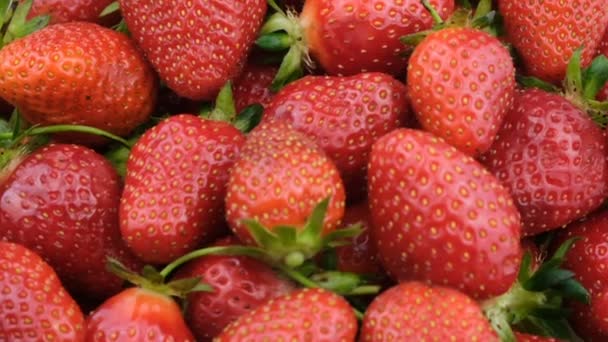Сладкие спелые клубничные ягоды на фоне фруктов крупным планом макровидеоклип
 - Кадры, видео
