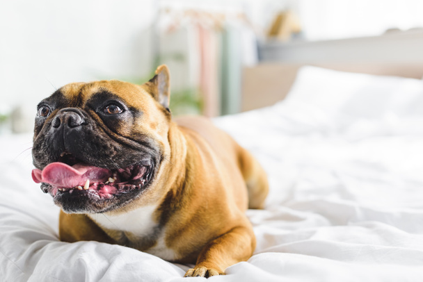 selective focus of bulldog laying in bed  - 写真・画像