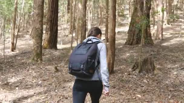 Jonge vrouw toerist met rugzak wandelen in het bos. Vrouwelijke backpacker gaat door het bos tijdens de zomervakantie reizen. Meisje wandelen naar de natuur. Concept van een gezonde actieve levensstijl. Achteraanzicht - Video