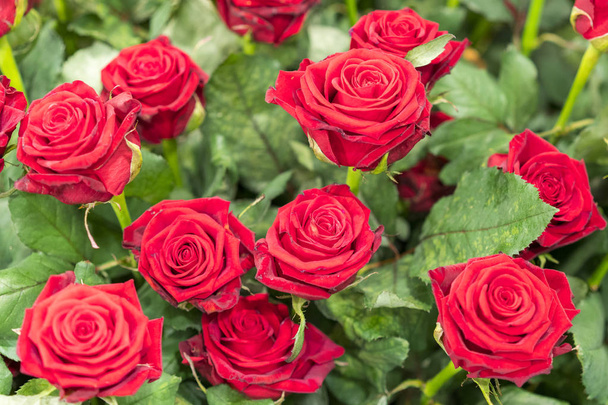 Tuoreita, luonnollisia punaisia ruusuja vihreillä lehdillä. tausta
 - Valokuva, kuva