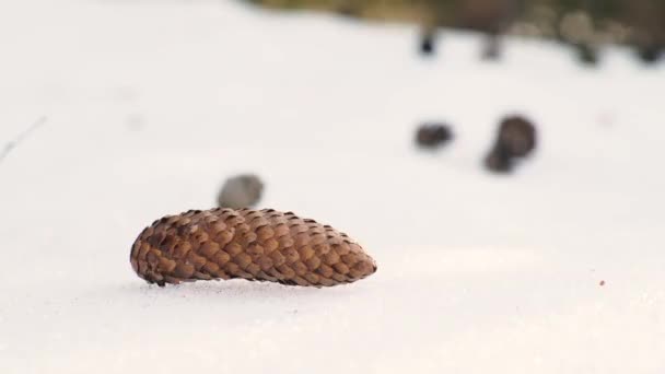Zbieranie stożków ze śniegu z rękami - Materiał filmowy, wideo
