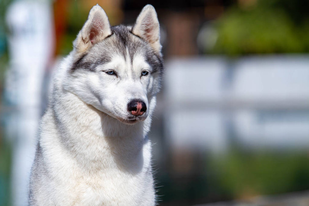 Olgun bir Sibirya husky dişi köpek büyük bir havuz yakınında oturuyor. Arka plan mavi. Bir kaltağın gri, beyaz kürkü ve mavi gözleri vardır. İleriye bakıyor.. - Fotoğraf, Görsel