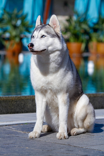 Uma cadela madura siberiana está sentada perto de uma grande piscina. O fundo é azul. Uma cabra tem pêlo cinzento e branco e olhos azuis. Ela olha para a frente
. - Foto, Imagem
