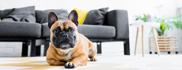 panoramic shot of cute french bulldog laying on floor in living room - Fotoğraf, Görsel