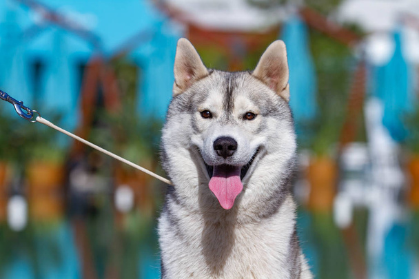 成熟したシベリアハスキーの雌犬が大きなプールの近くに座っています。背景は青です。雌犬は灰色と白い毛皮と青い目をしています。彼女は楽しみにしている. - 写真・画像